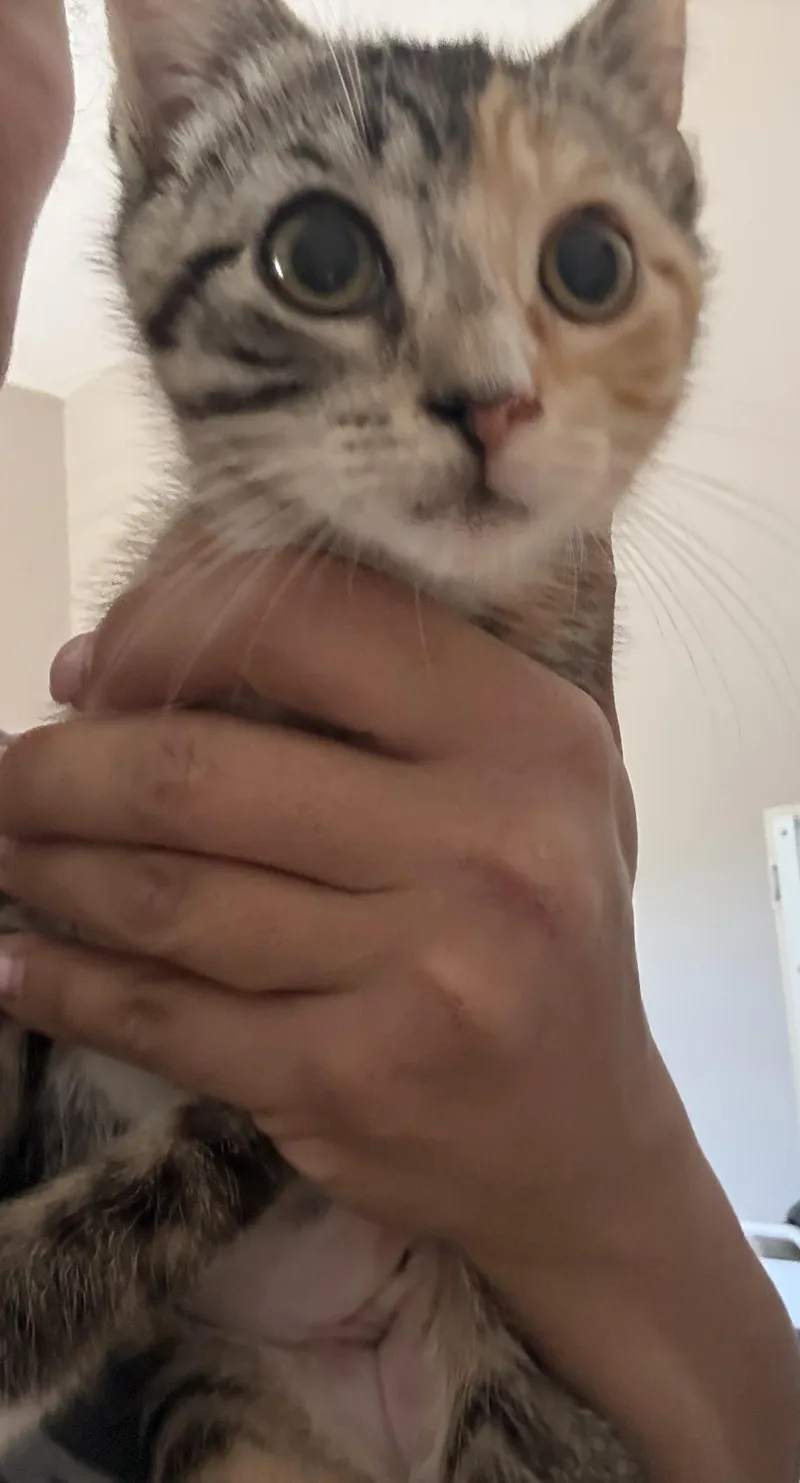 Olivia thumbnail 2