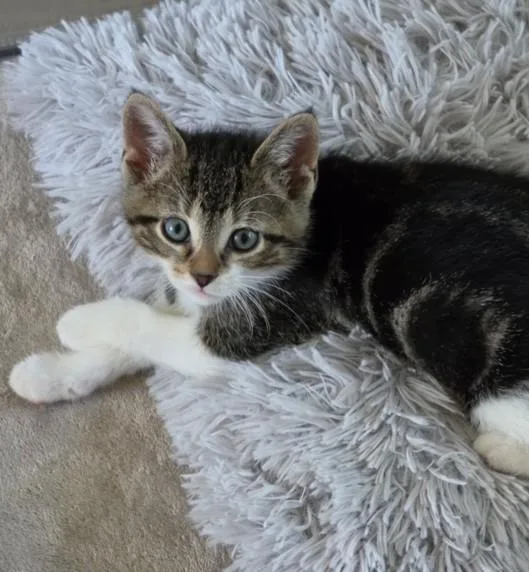A baby small-sized male Domestic Short Hair cat named Lightning Mcqueen for adoption in Clinton Township, MI