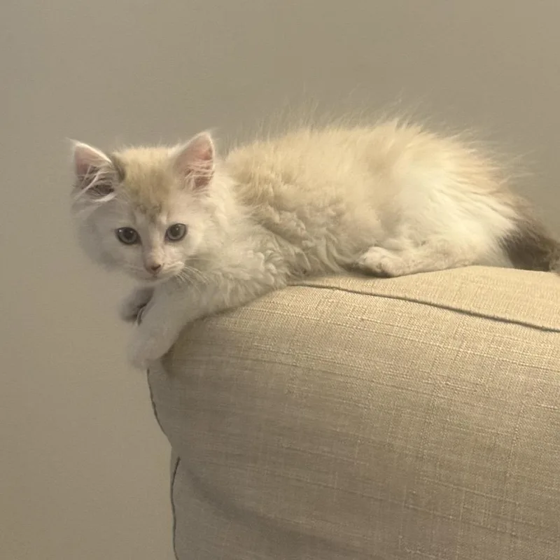A baby small-sized male Seal Point Domestic Long Hair cat named Mocha for adoption in Park City, UT