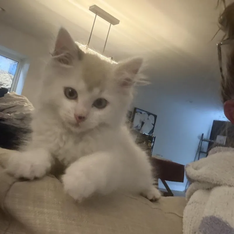 Mocha thumbnail 3