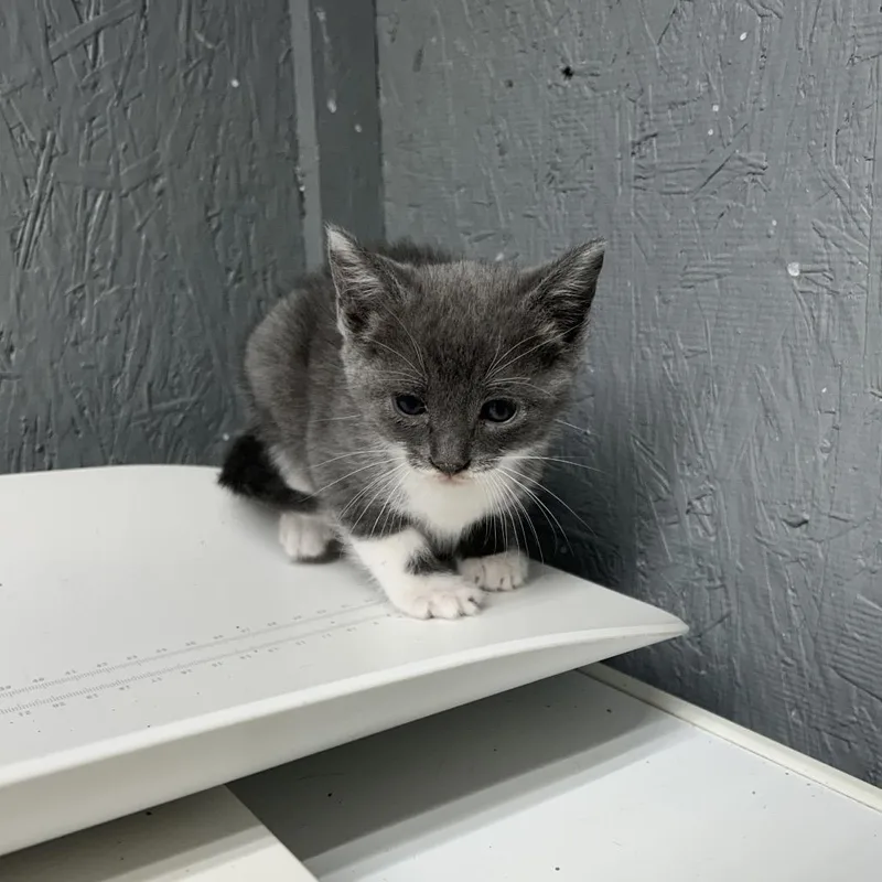 A baby small-sized male Gray / Blue / Silver Domestic Short Hair cat named Pancake for adoption in Houston, TX