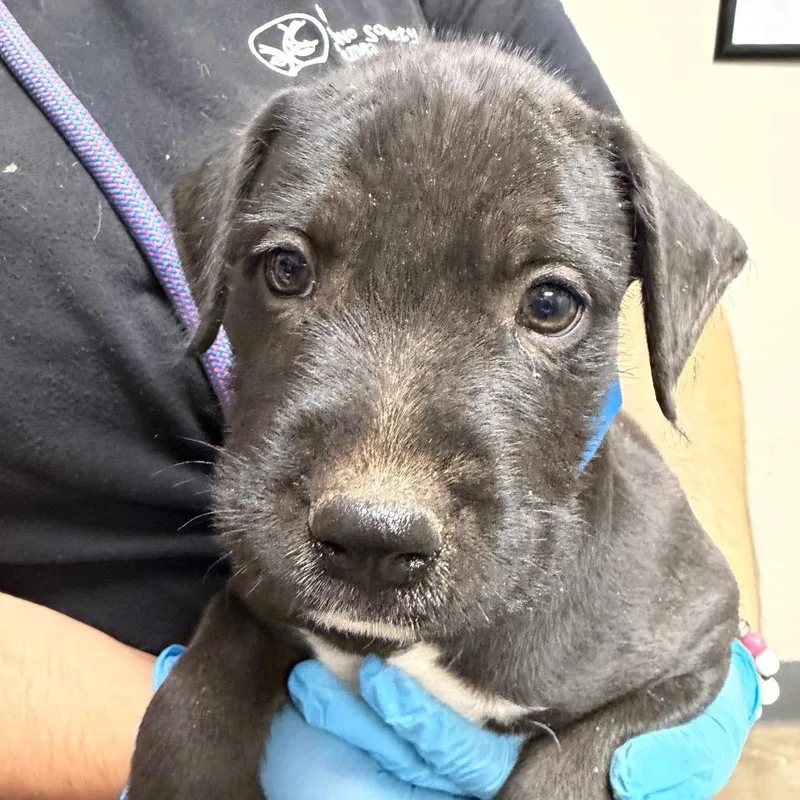 A baby small-sized male Brown / Chocolate Pit Bull Terrier dog named Zuko for adoption in Yuma, AZ