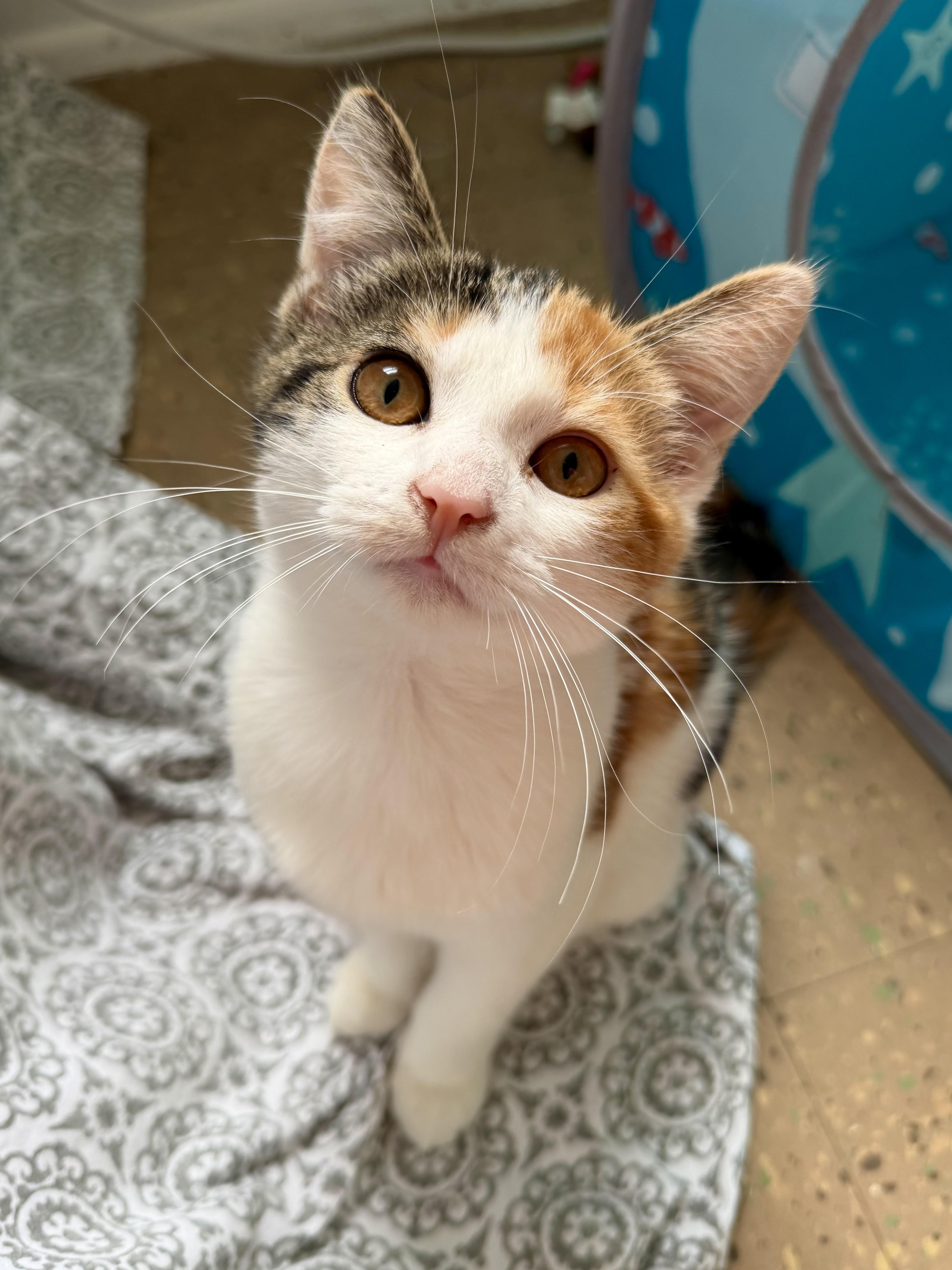 A baby medium-sized female Domestic Short Hair cat named Gabriella for adoption in East Amherst, NY