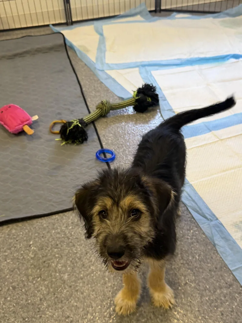 A baby large-sized female Poodle dog named Shirley for adoption in Steeleville, IL