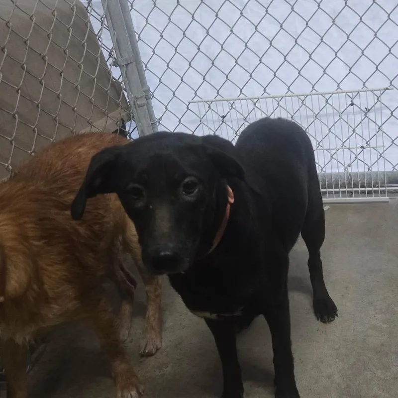 An adult medium-sized female Black Labrador Retriever dog named Slurpee for adoption in Mount Gilead, NC