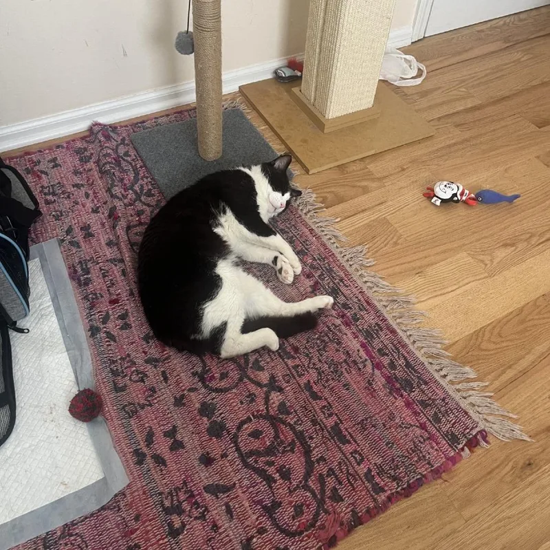 An adult large-sized male Black Domestic Short Hair cat named Oscar for adoption in Chicago, IL
