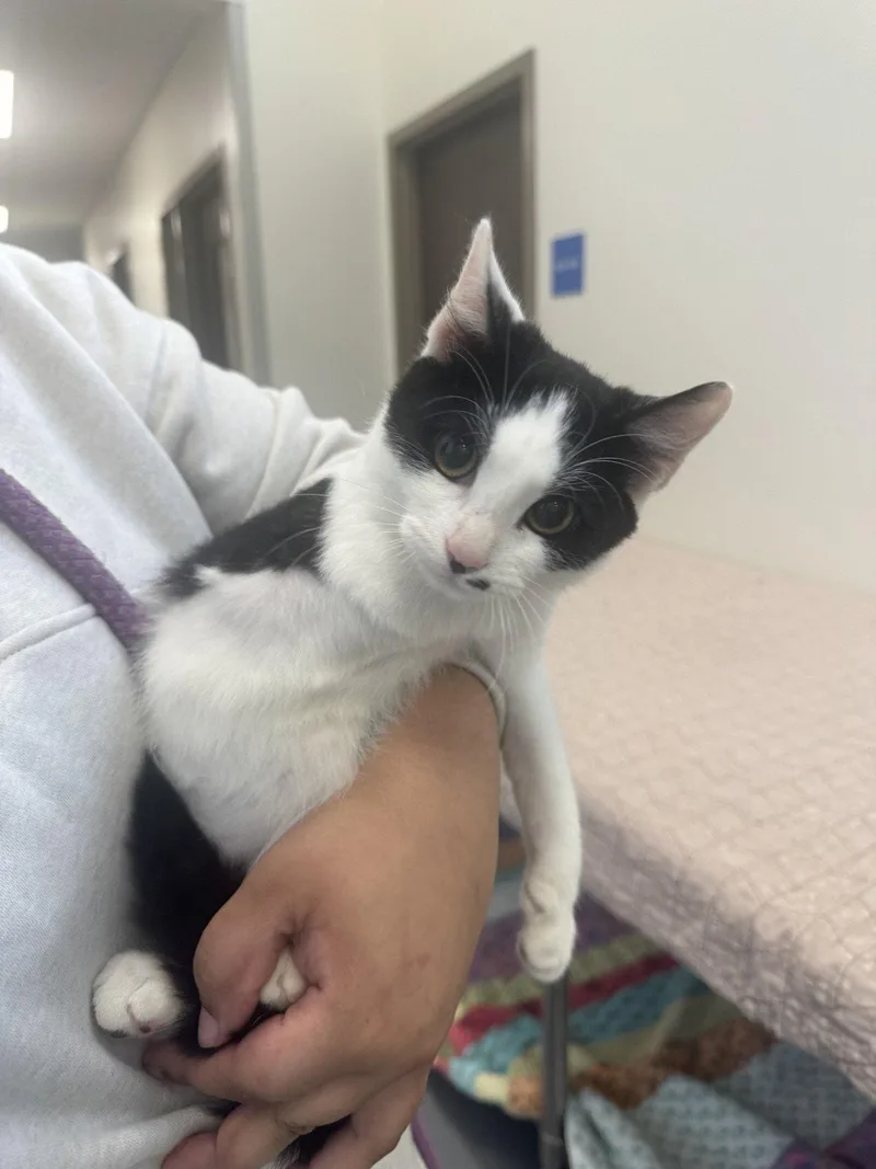 A young small-sized male Domestic Short Hair cat named Nemew for adoption in Hilton Head Island, SC