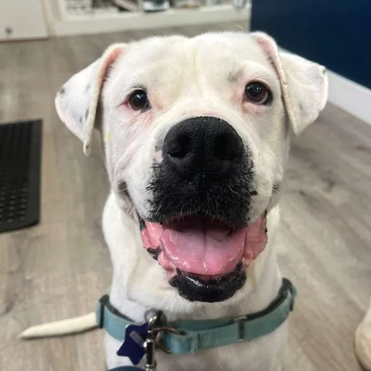 Daley Mae thumbnail 3