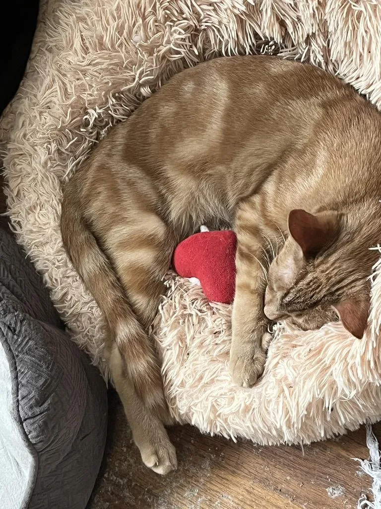 Jester And Jasper thumbnail 2