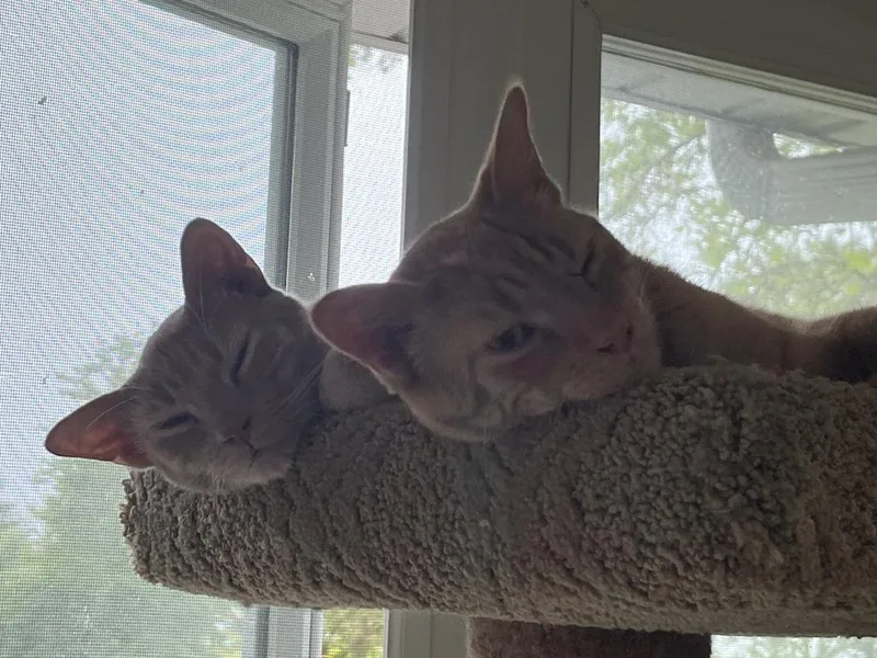 Jester And Jasper thumbnail 4