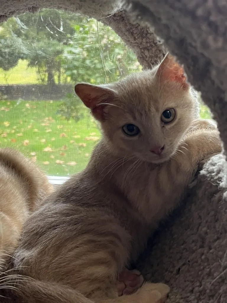 Jester And Jasper thumbnail 5