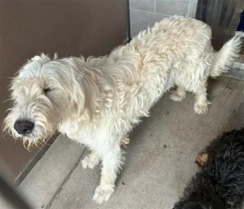 A young large-sized female Poodle dog named Jane for adoption in Albuquerque, NM