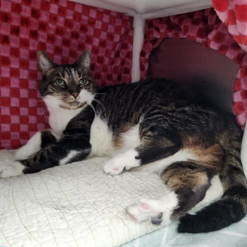 A senior large-sized female Brown / Chocolate Domestic Short Hair cat named Missy Elliott for adoption in Grand Rapids, MI