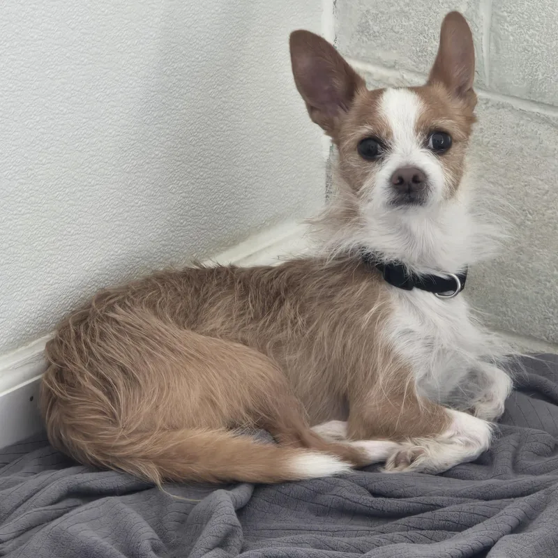 A young small-sized male Chihuahua dog named Giraffe for adoption in Dandridge, TN