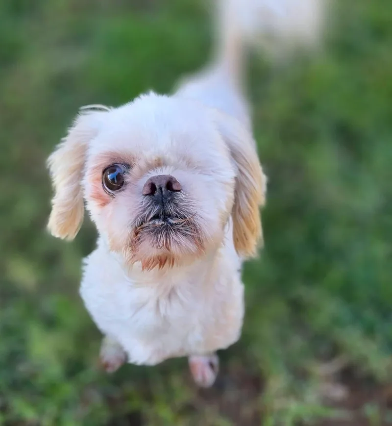 An adult small-sized male Shih Tzu dog named Jetpuff for adoption in Clovis, CA