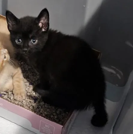 A baby small-sized male Domestic Short Hair cat named Kairo for adoption in Houston, TX