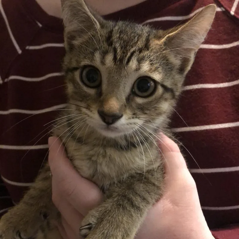 An adult extra large-sized male Domestic Short Hair cat named Spit for adoption in Middleburg, FL