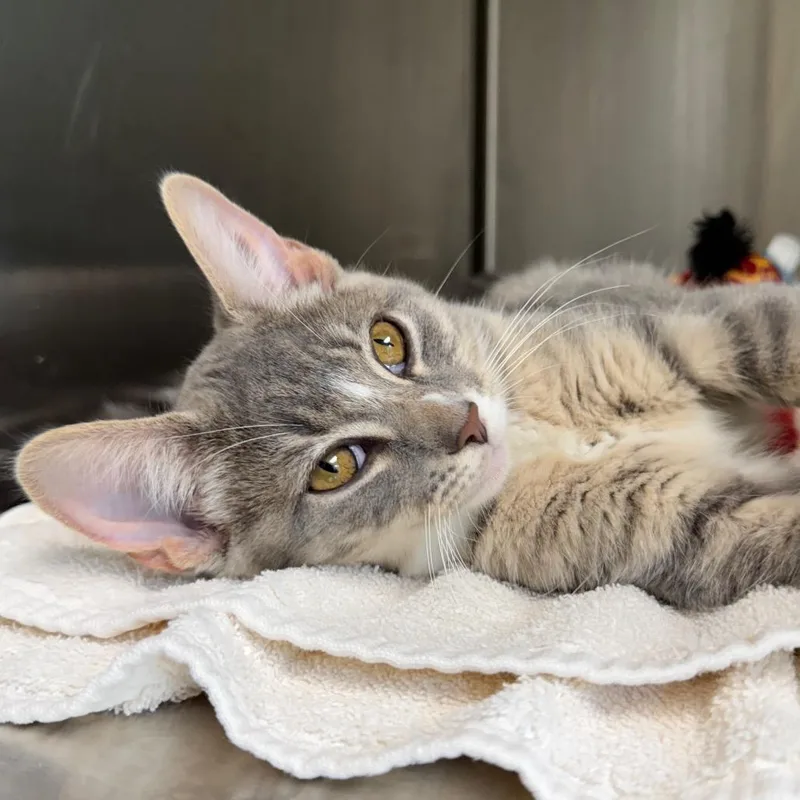 A baby small-sized female Domestic Short Hair cat named Tiggs for adoption in Harrisonburg, VA