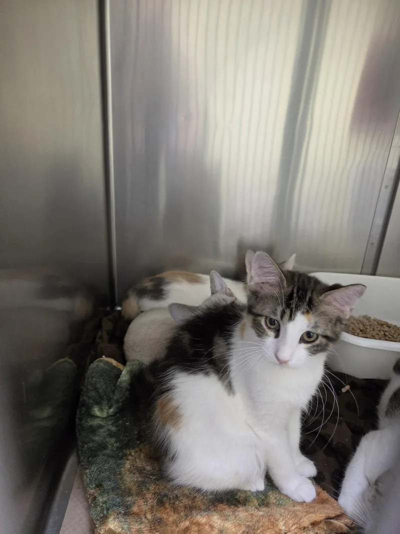A baby medium-sized female Domestic Short Hair cat named Isle for adoption in Trenton, NJ