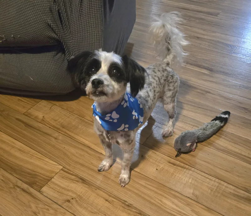An adult small-sized male Shih Tzu dog named Black Jack for adoption in Jamestown, ND