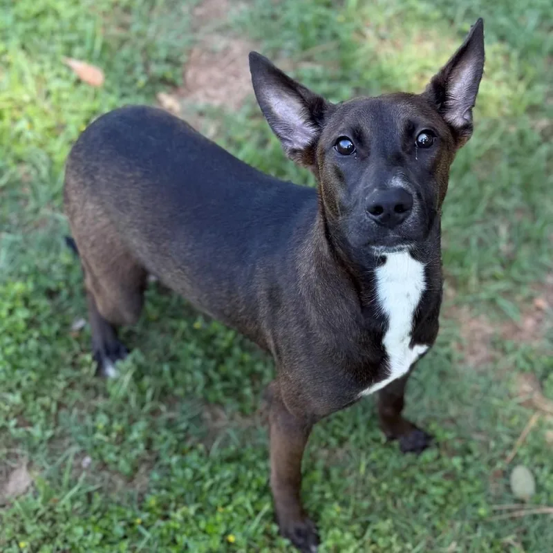 A young medium-sized female Black Shepherd dog named Coco for adoption in Summerdale, AL