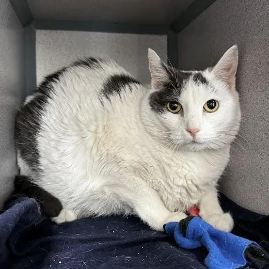 An adult medium-sized female White Domestic Short Hair cat named Lady Whistledown for adoption in Waterloo, IA