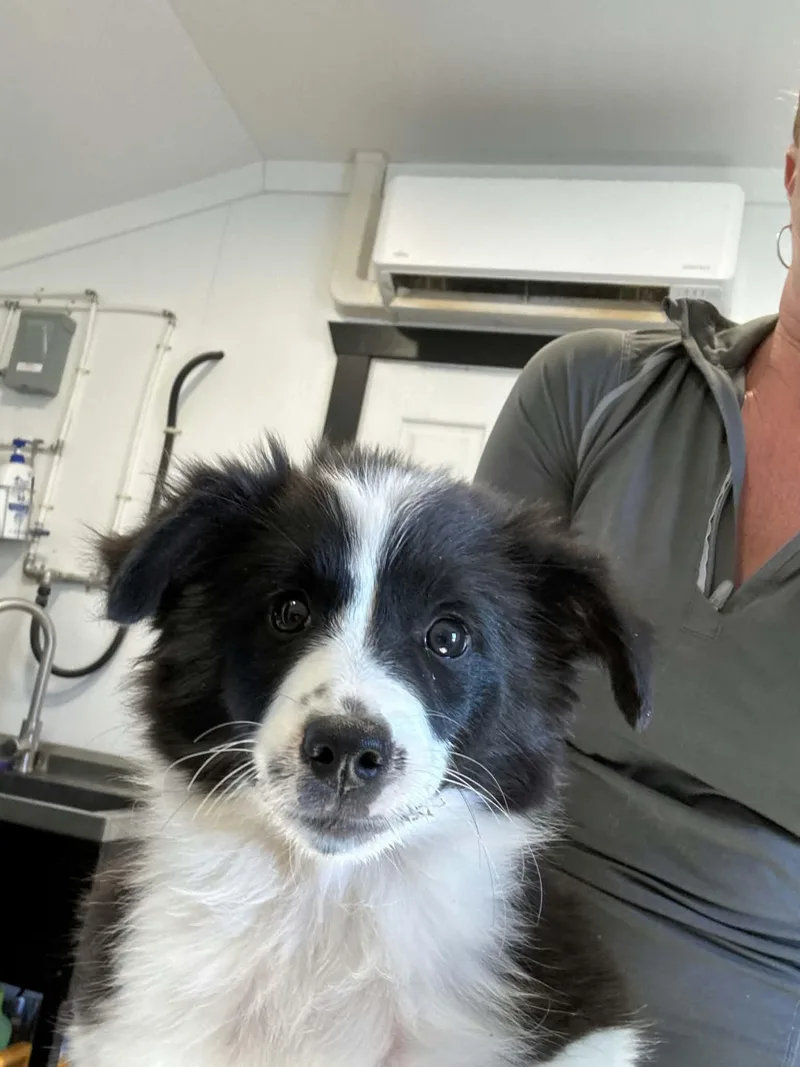 A baby small-sized female American Eskimo Dog dog named Jezebel for adoption in Havertown, PA