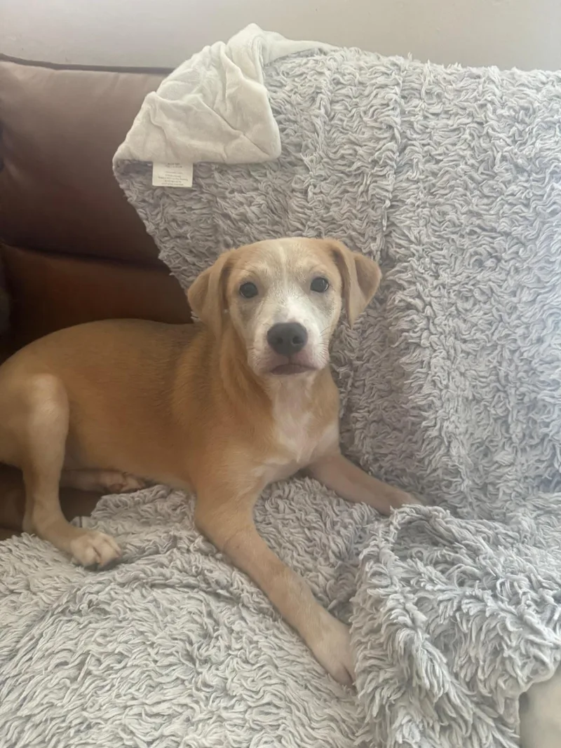 A baby medium-sized male Apricot / Beige Labrador Retriever dog named Pluto for adoption in Rio Grande, PR