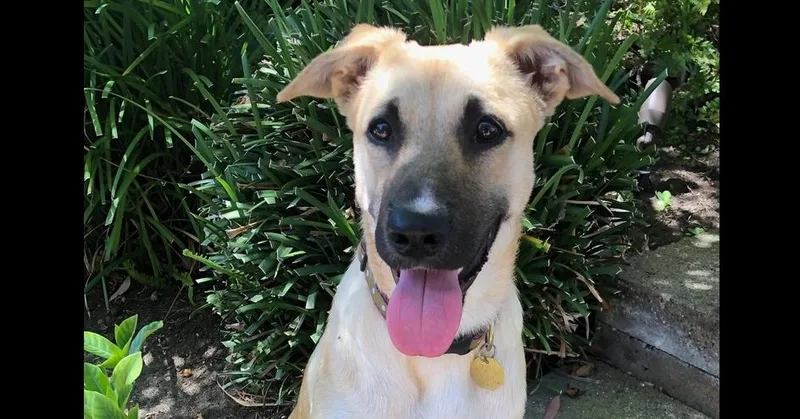 A young medium-sized female German Shepherd Dog dog named Piper for adoption in Cupertino, CA