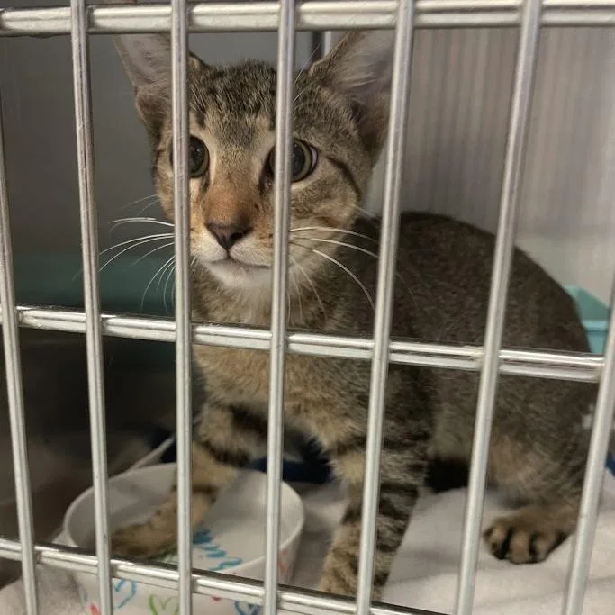 A young medium-sized male Brown / Chocolate Domestic Short Hair cat named Kai for adoption in Port Charlotte, FL