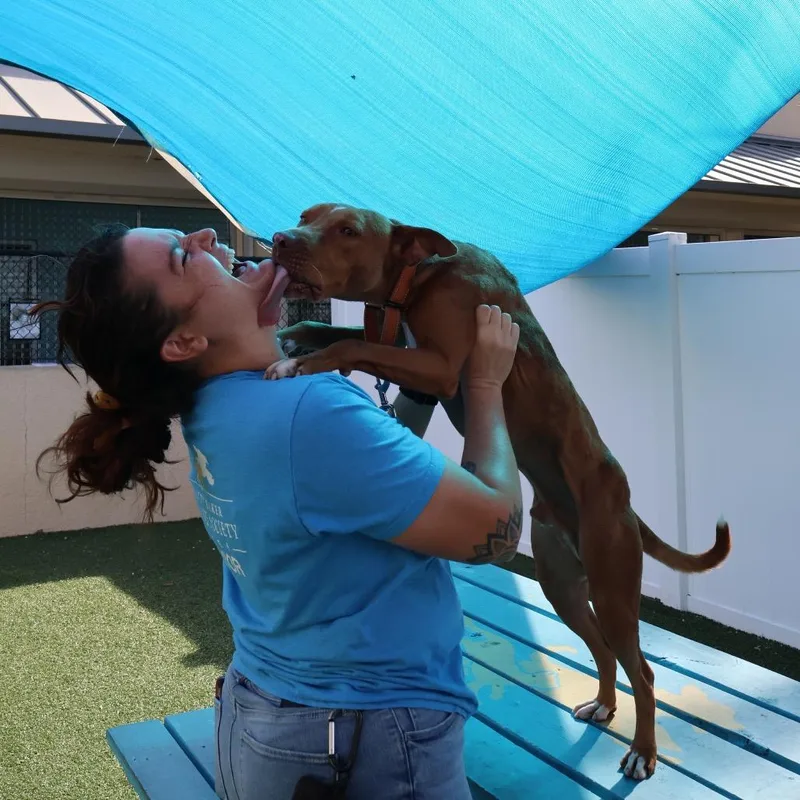 An adult medium-sized male Brown / Chocolate Rhodesian Ridgeback dog named Brisket for adoption in Lakeland, FL
