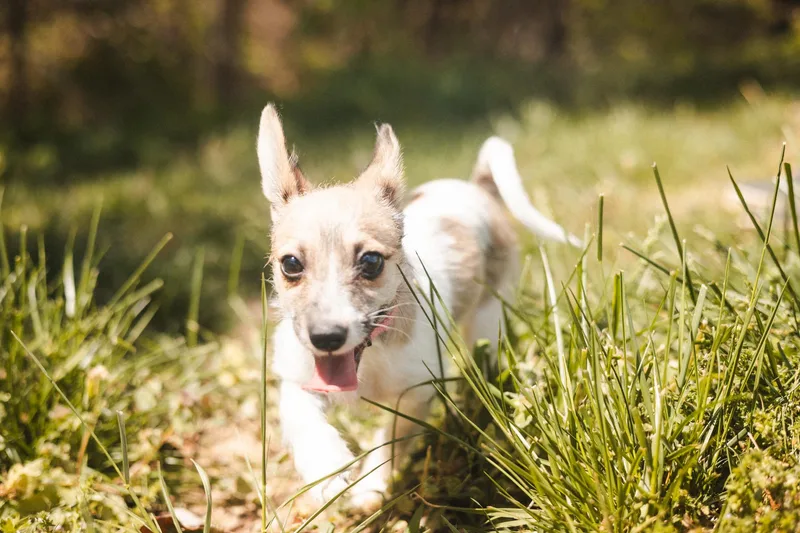 Mabel Transport thumbnail 2