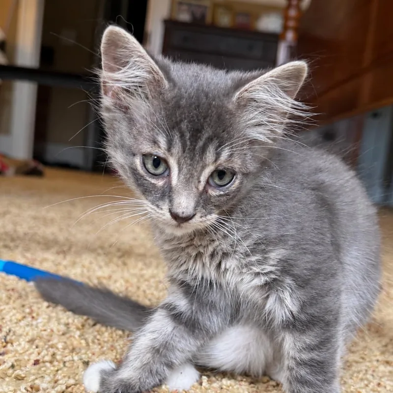 A baby medium-sized male Gray & White Domestic Medium Hair cat named Ash for adoption in Denver, NC
