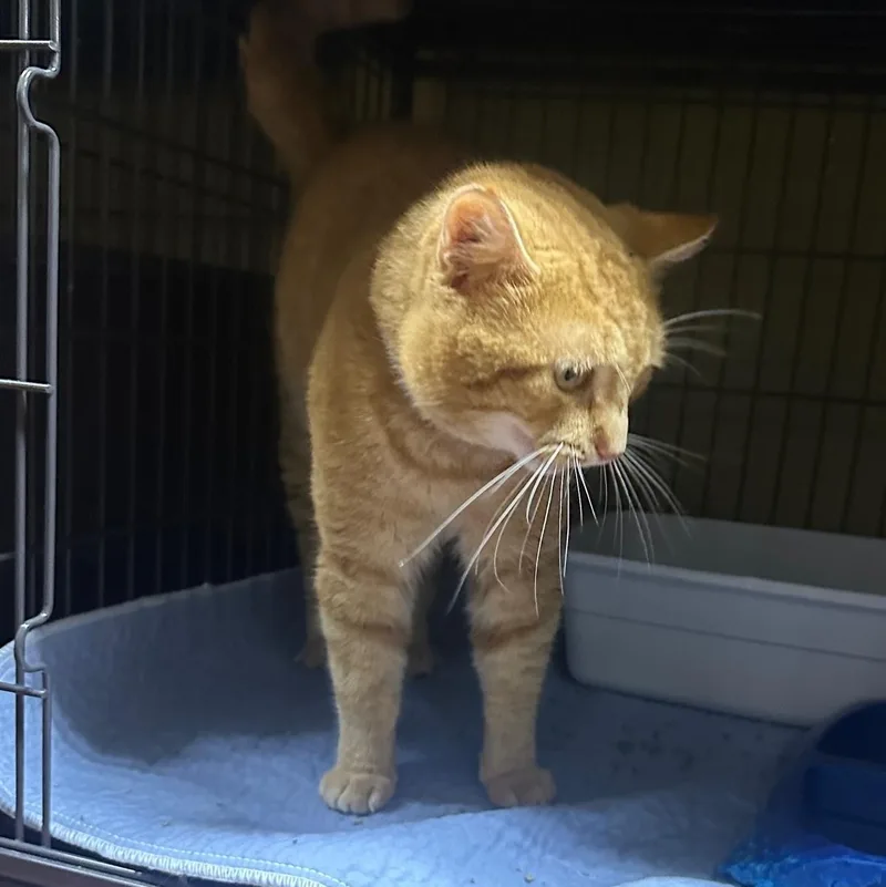 Reginald thumbnail 2