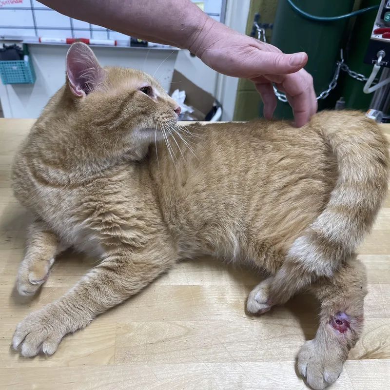 Reginald thumbnail 3