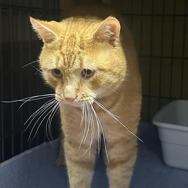 Reginald thumbnail 4