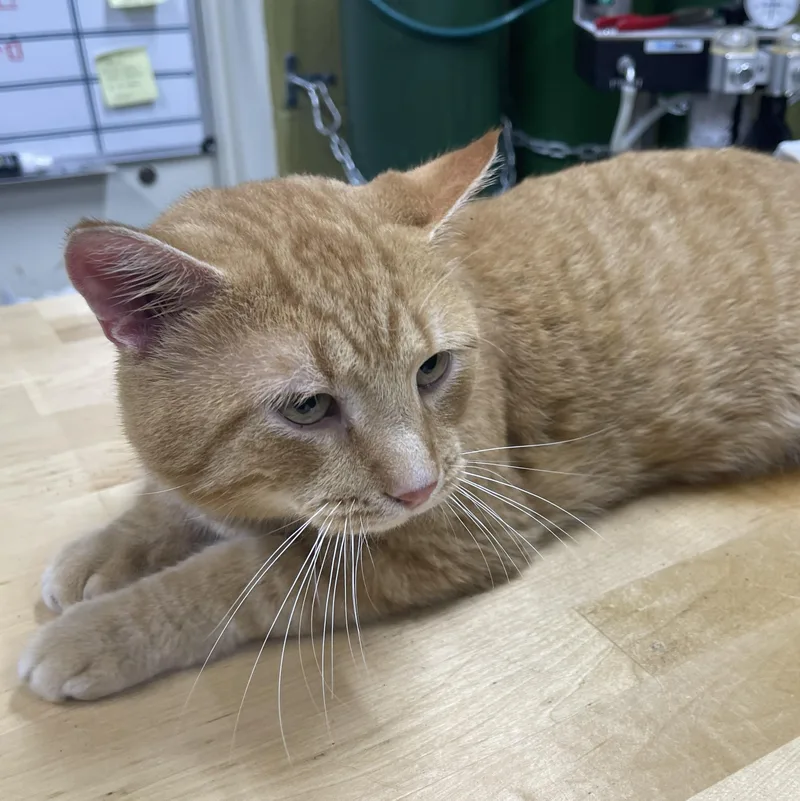 Reginald thumbnail 5