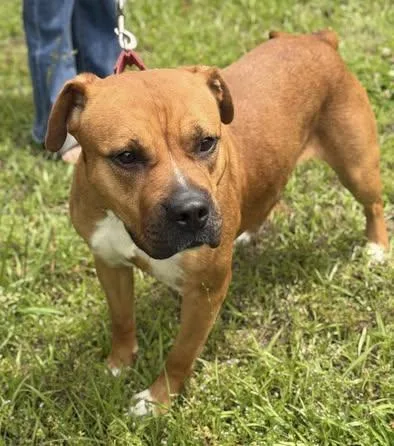 A young medium-sized female Yellow / Tan / Blond / Fawn Boxer dog named Paisley for adoption in Calera, AL