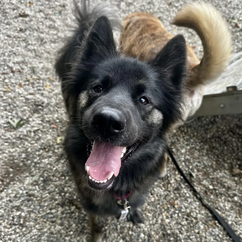 An adult large-sized female Black Mixed Breed dog named Xanthia for adoption in West Olive, MI