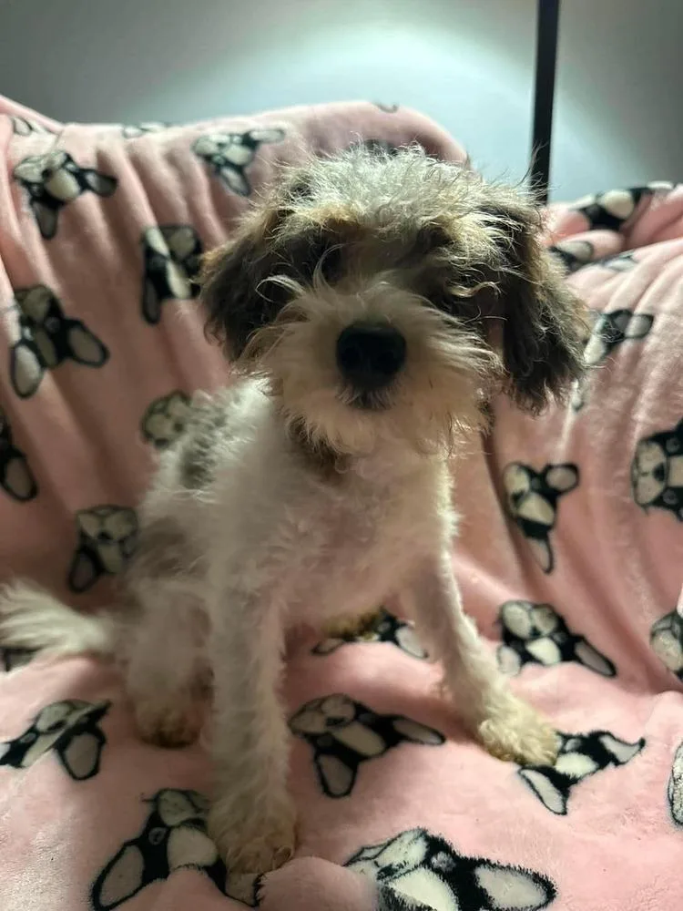 A baby small-sized male Poodle dog named River for adoption in Alden, NY
