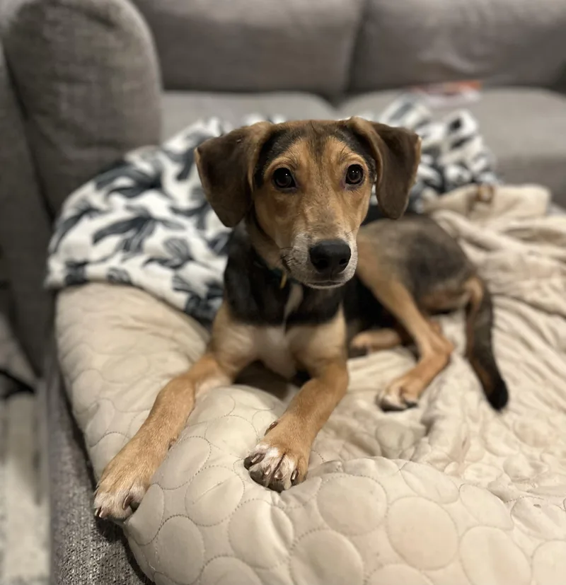 A young medium-sized female Hound dog named Cashew for adoption in Charlotte, NC