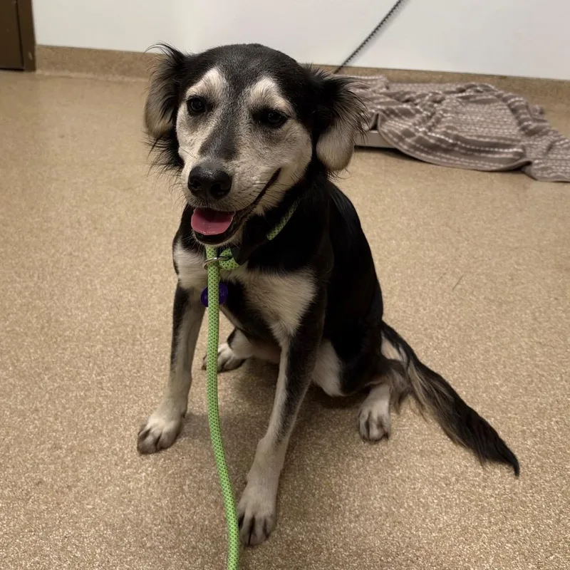 An adult medium-sized female Black Spaniel dog named Praline for adoption in League City, TX