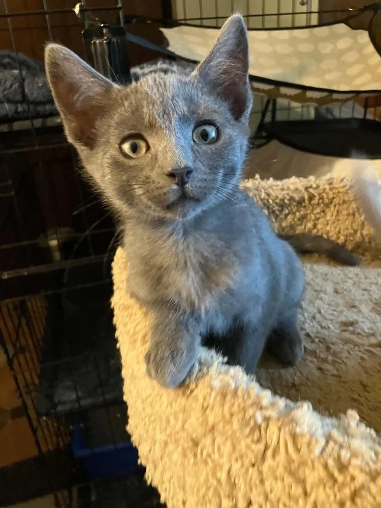 A baby small-sized male Gray / Blue / Silver Domestic Short Hair cat named Nori for adoption in Milton, DE