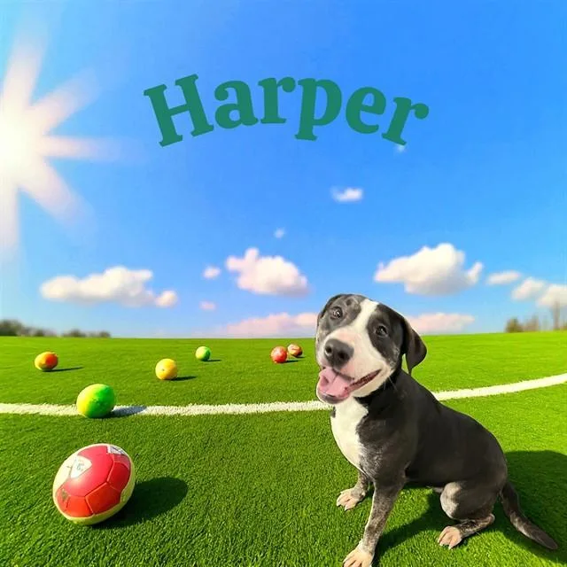 Harper thumbnail 2