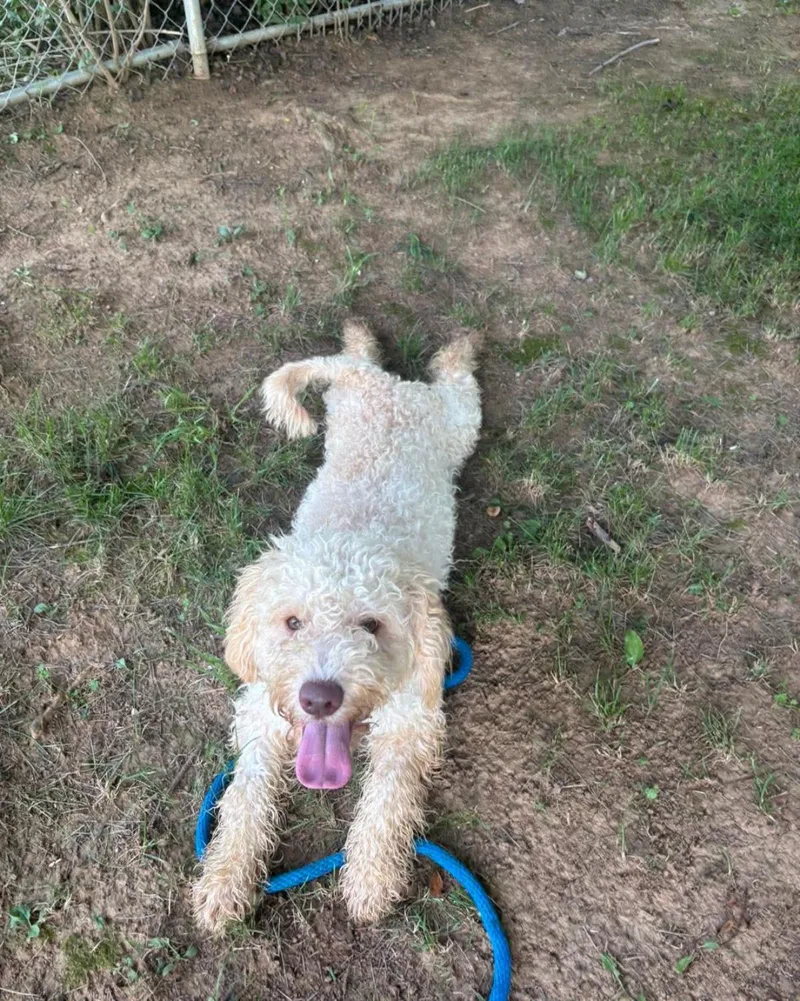 A young medium-sized male Poodle dog named Oscar for adoption in Front Royal, VA