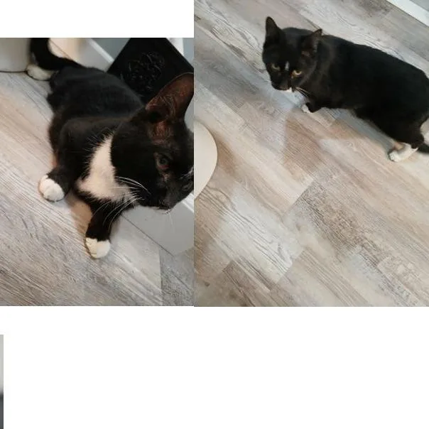 A senior medium-sized male Black Domestic Short Hair cat named Phil for adoption in Binghamton, NY
