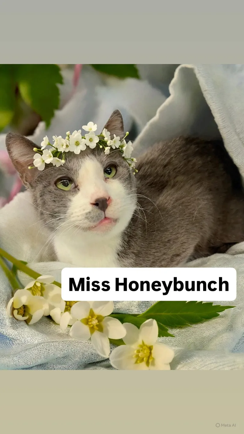 Miss Honeybunch At Martinez