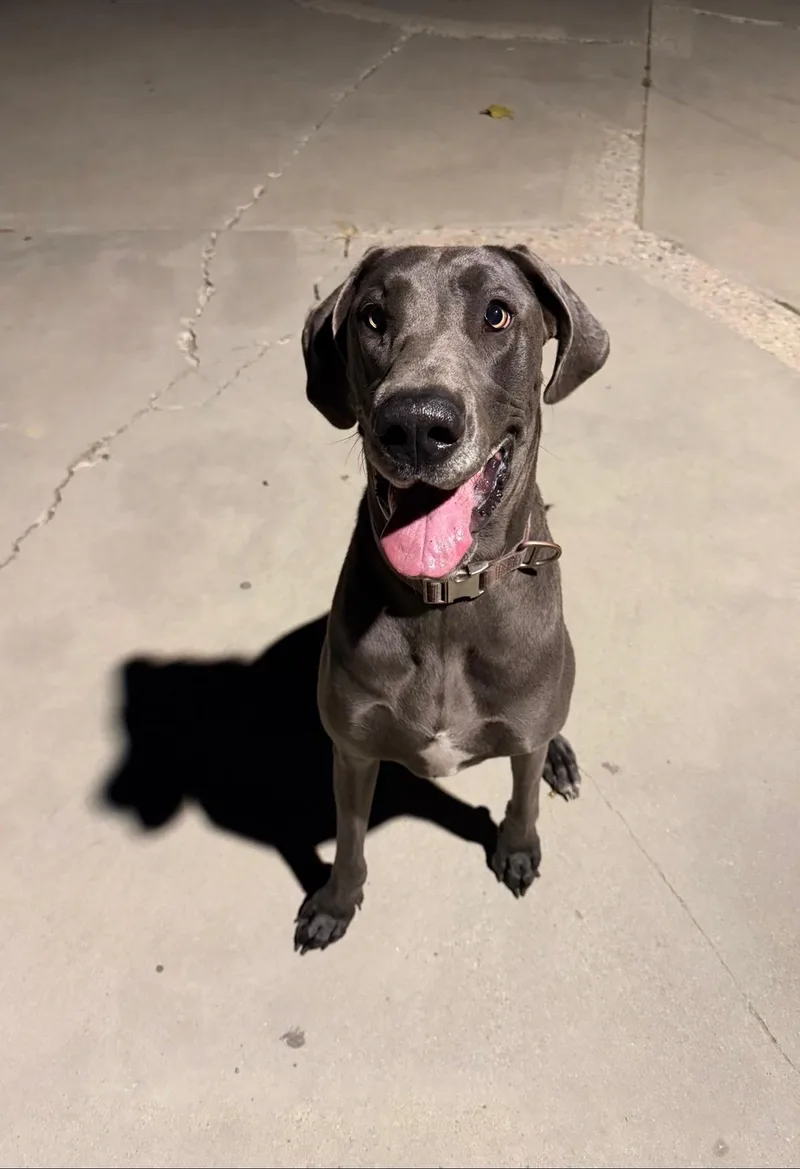 An adult extra large-sized female Gray / Blue / Silver Great Dane dog named Mia for adoption in Long Beach, CA