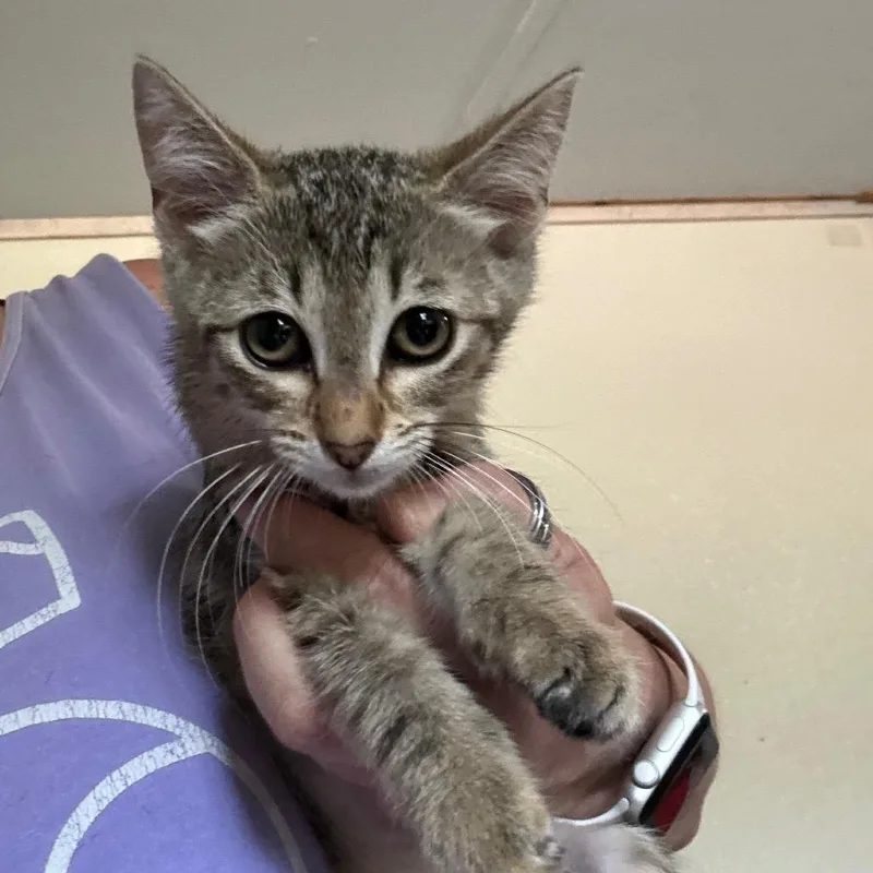 A baby small-sized female Gray / Blue / Silver Domestic Short Hair cat named Whiskey for adoption in Hattiesburg, MS