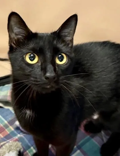 Conchita thumbnail 2